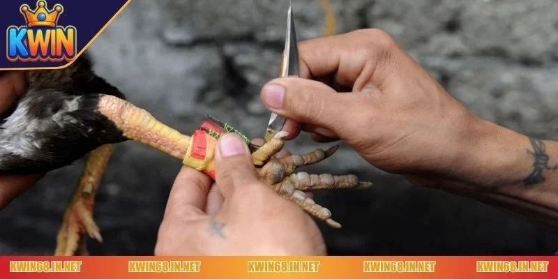 cách quấn cựa gà nòi