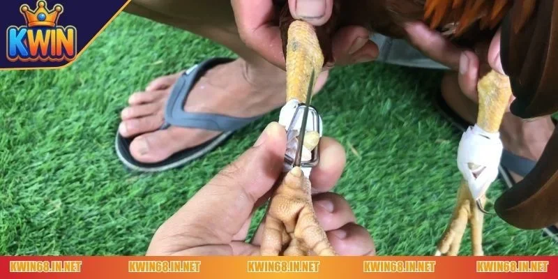 cách quấn cựa gà nòi
