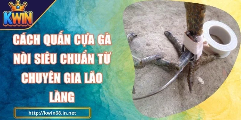Cách Quấn Cựa Gà Nòi Kwin