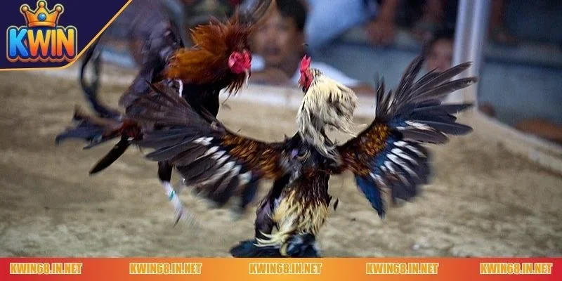 Cách chọn gà đá luôn thắng