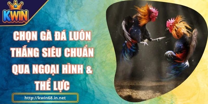 Chọn Gà Đá Luôn Thắng Kwin