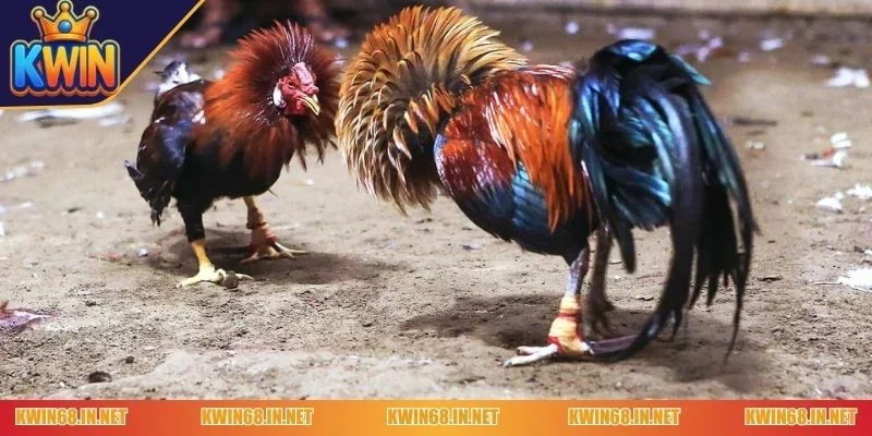 đá gà