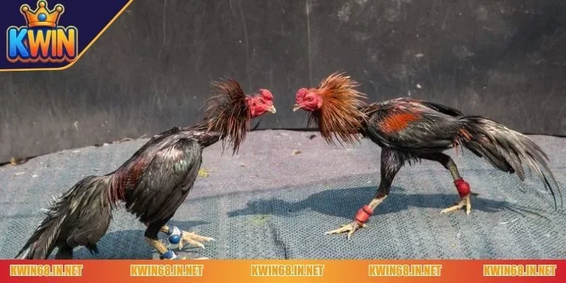 đá gà cựa sắt