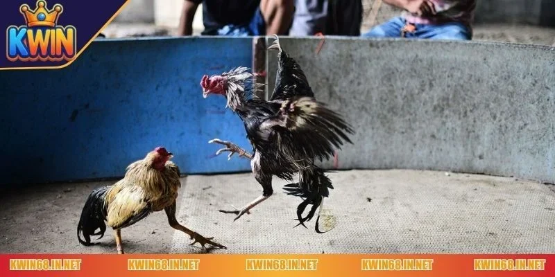 kwin-chon-ga-da-luon-thang-hinh-dang