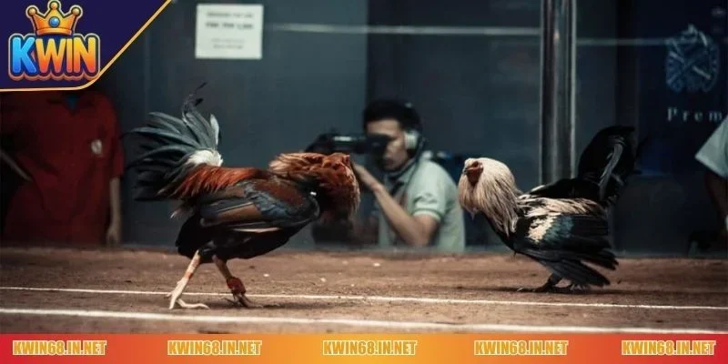 Lợi ích của việc chọn gà đá luôn thắng trong thi đấu tại Kwin
