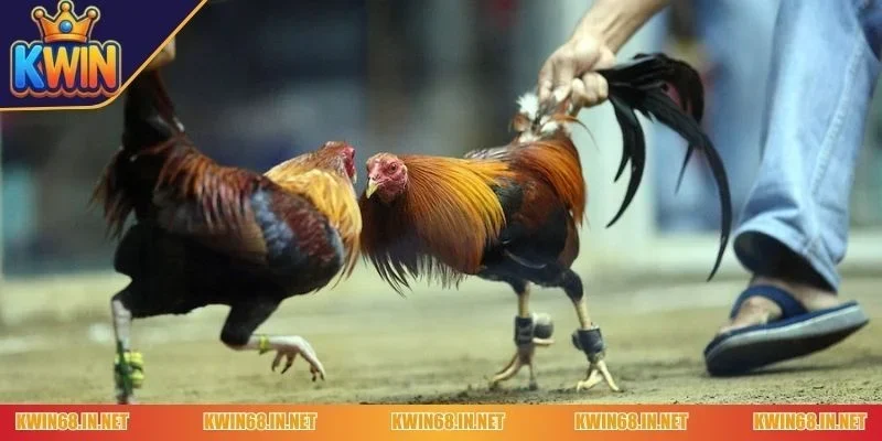 Giới thiệu tổng quát về bộ môn đá gà cựa dao Kwin