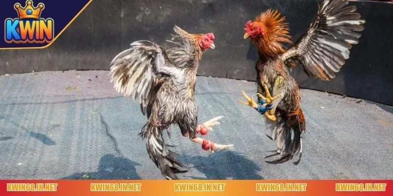 Luật chơi đá gà cựa dao Kwin mà các người tham gia cần ghi nhớ