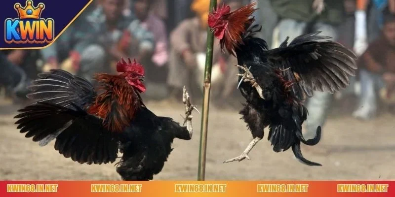 Diễn biến chi tiết trận thi đấu đá gà cựa sắt Kwin