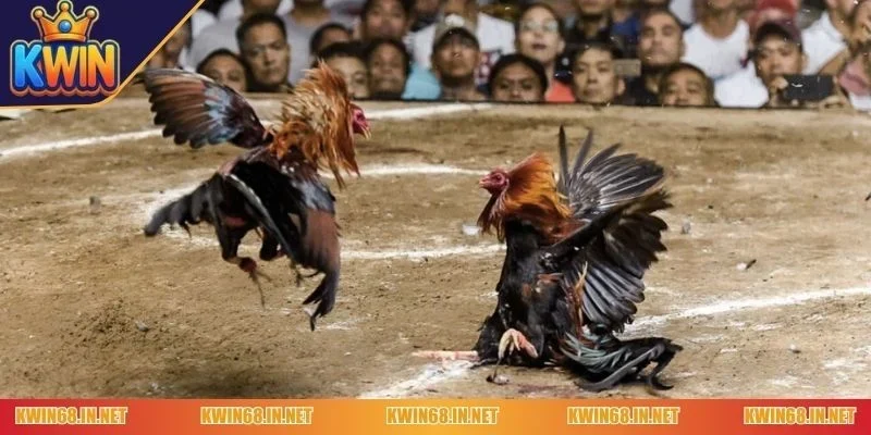 Tìm hiểu vài nét về dạng đá gà cựa sắt Kwin